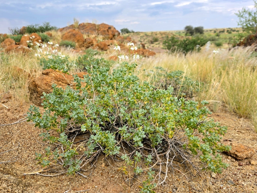 Commercial Property for Sale in Upington Rural Northern Cape